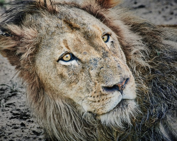 lion look by Andrew Wasik